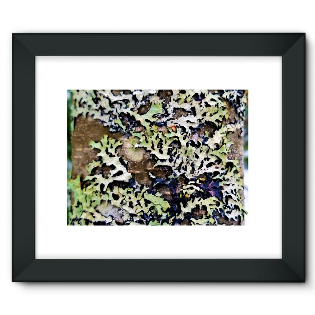 Lichen Up: Framed Fine Art Print