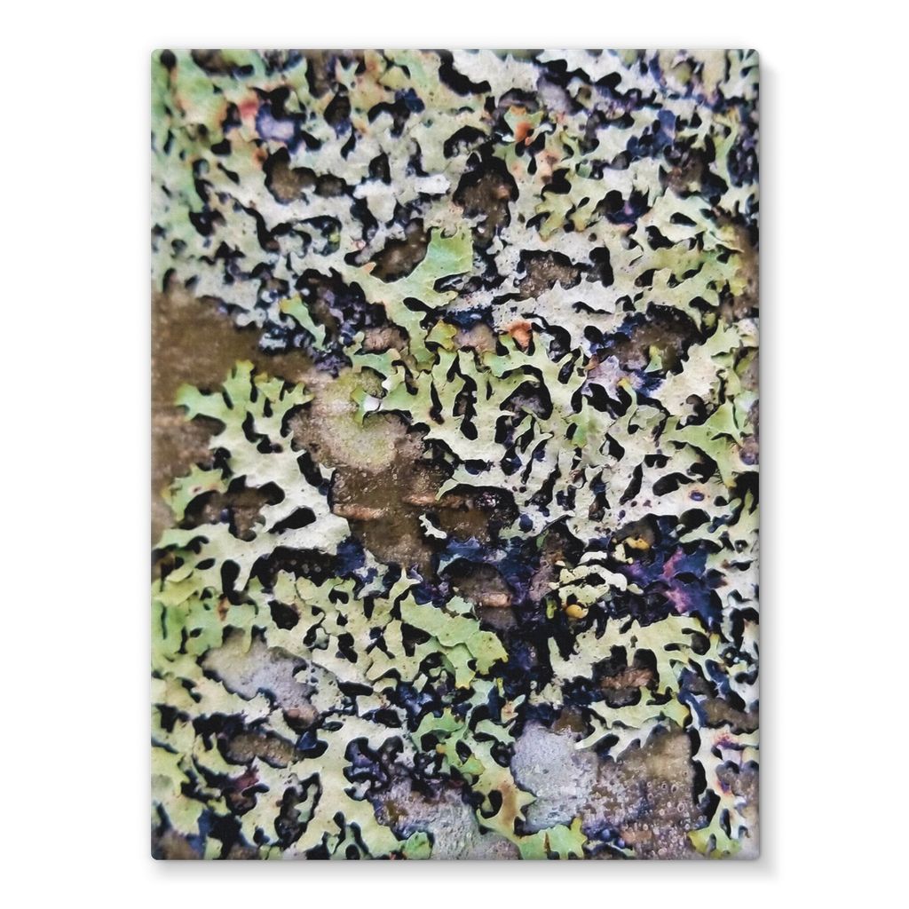 Lichen Up: Stretched Canvas