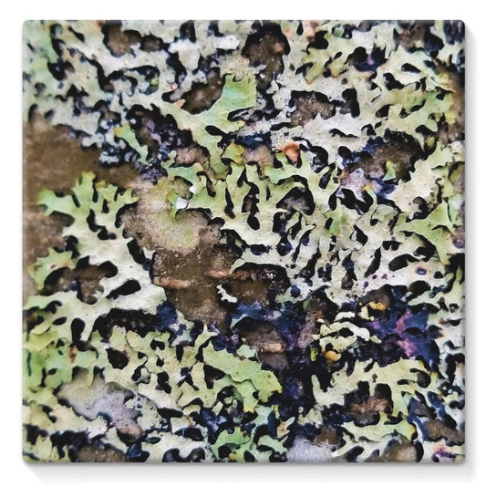 Lichen Up: Stretched Canvas