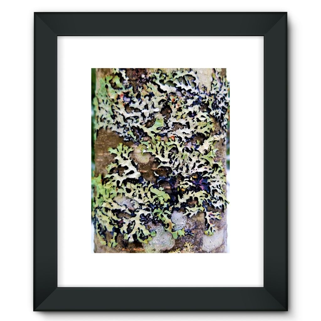 Lichen Up: Framed Fine Art Print