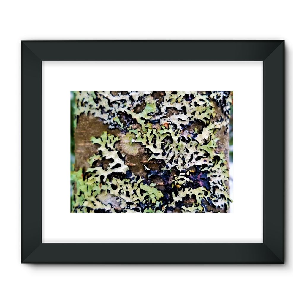 Lichen Up: Framed Fine Art Print