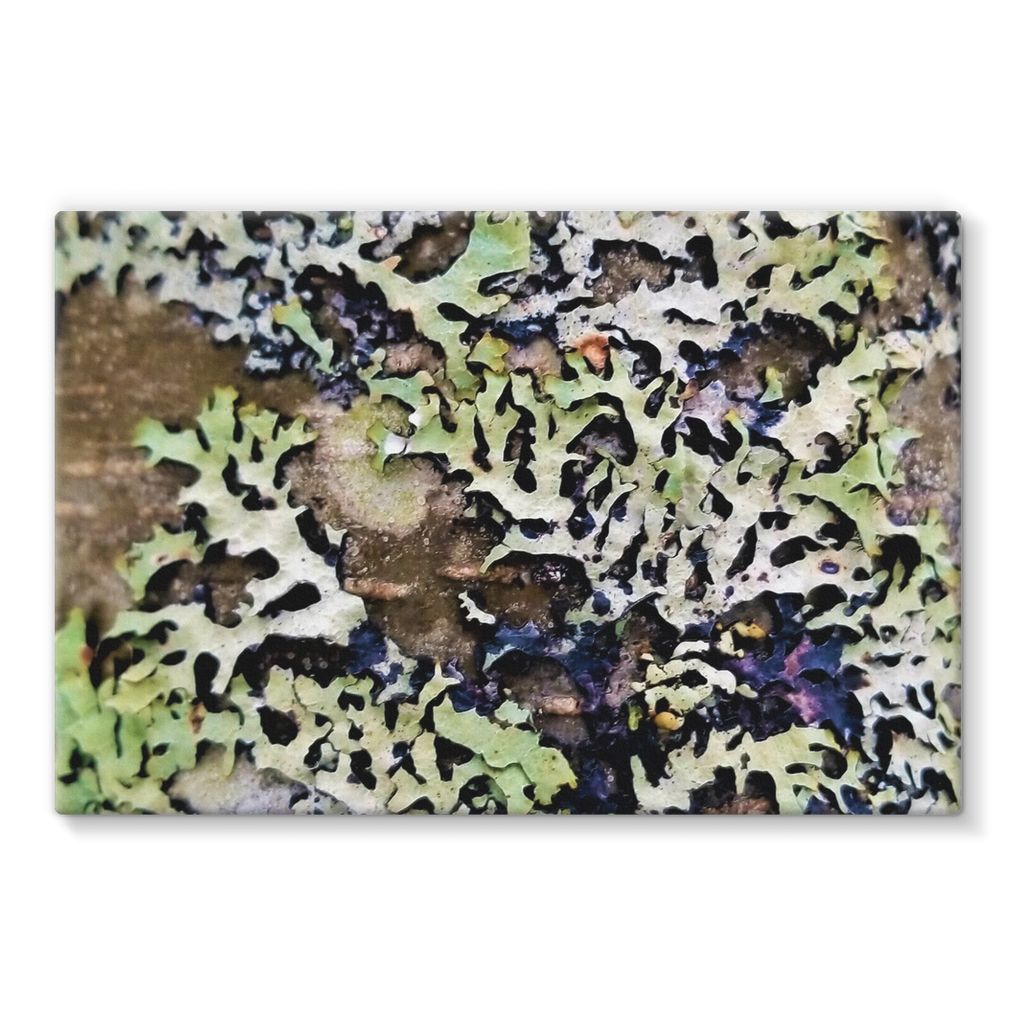 Lichen Up: Stretched Canvas