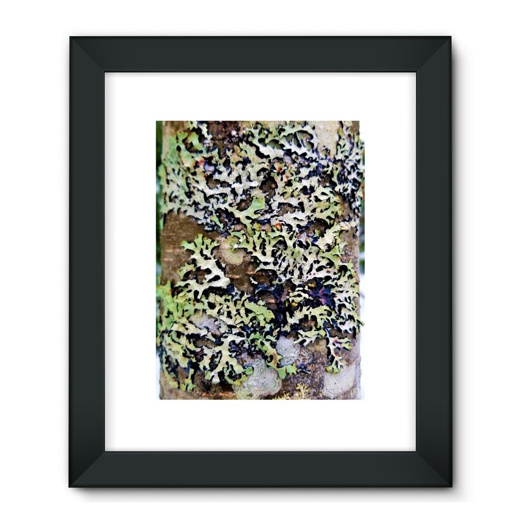 Lichen Up: Framed Fine Art Print