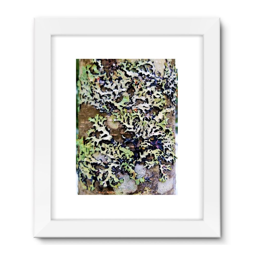 Lichen Up: Framed Fine Art Print