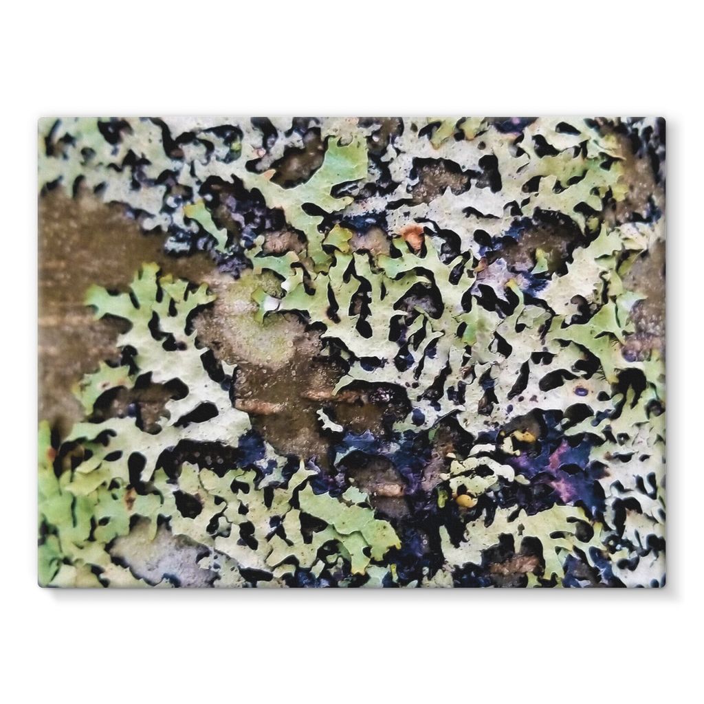 Lichen Up: Stretched Canvas