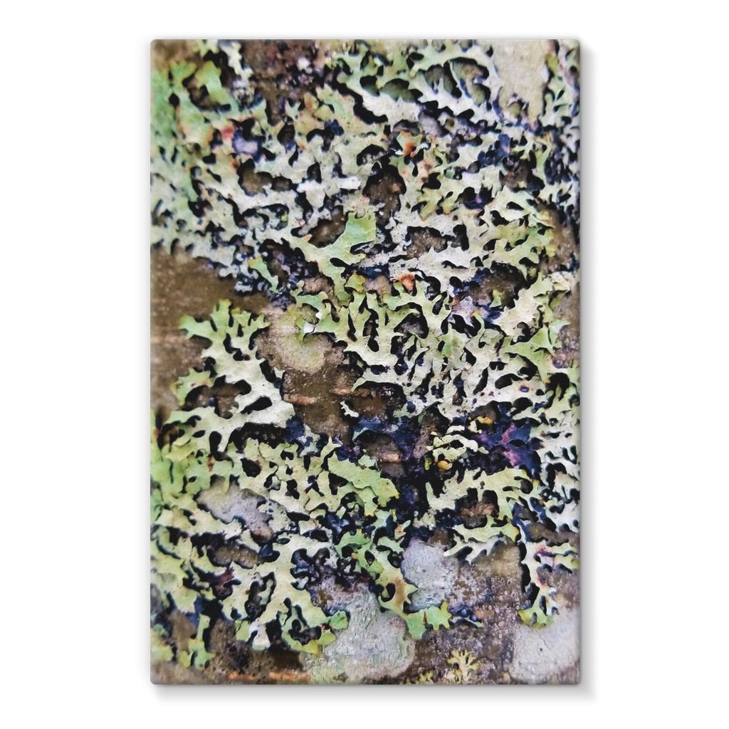 Lichen Up: Stretched Canvas