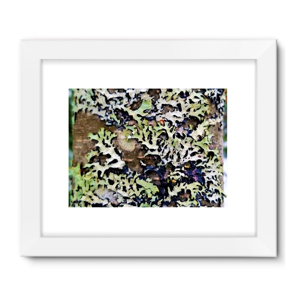 Lichen Up: Framed Fine Art Print