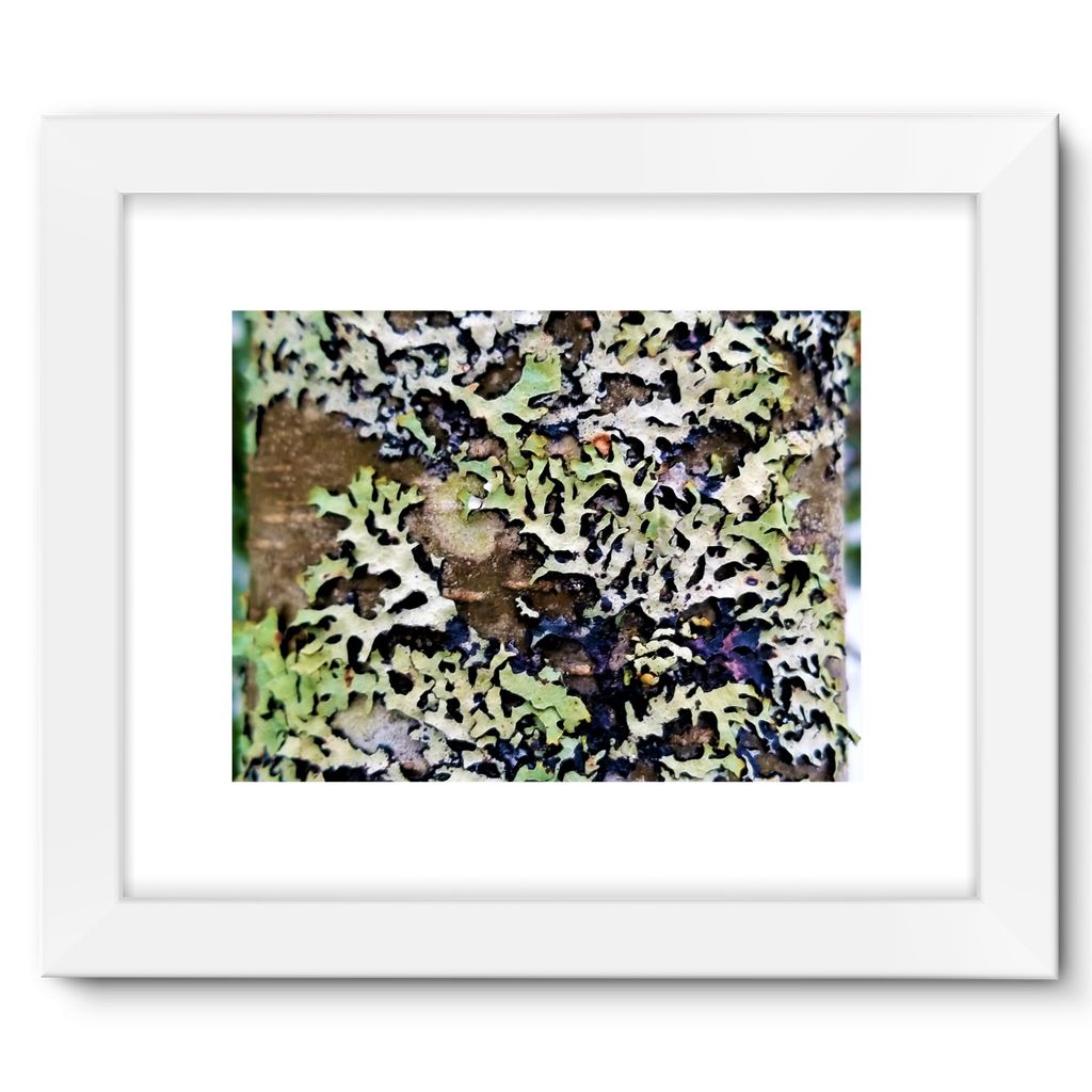 Lichen Up: Framed Fine Art Print