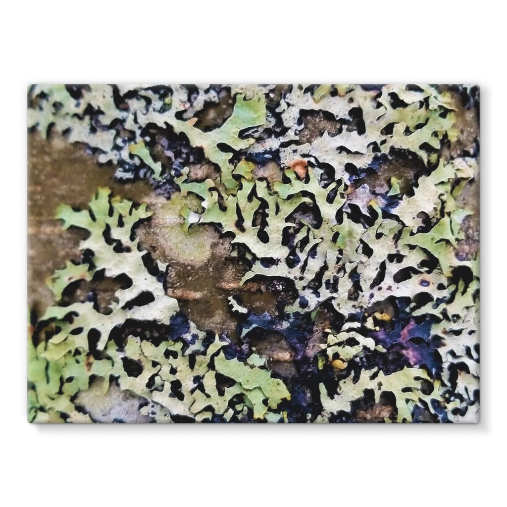 Lichen Up: Stretched Canvas